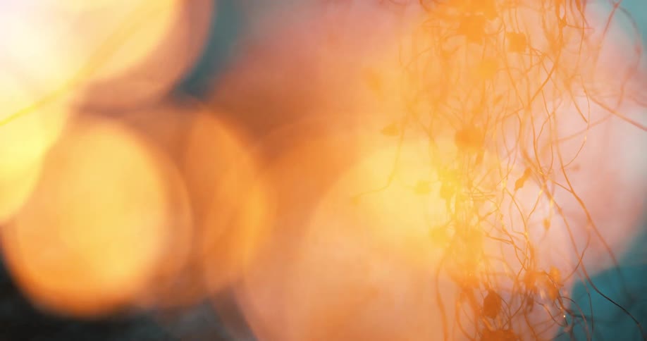 Bokeh lights move around while the shadow of vines solidifies