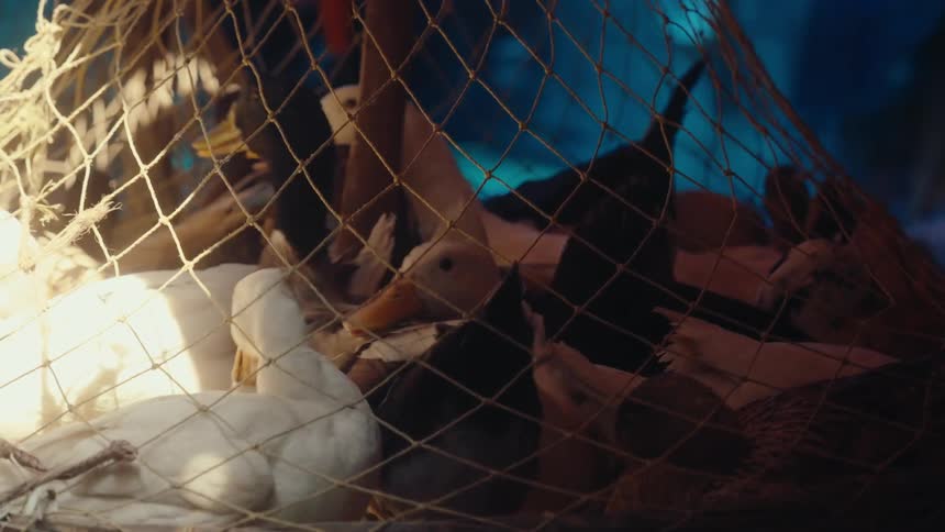 Several ducks trapped inside a net