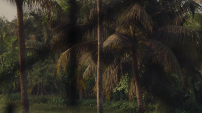A series of palm trees on a tropical island at midday