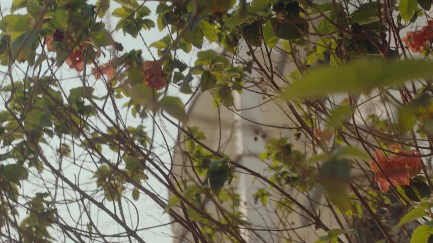 Flowers hang in the bush