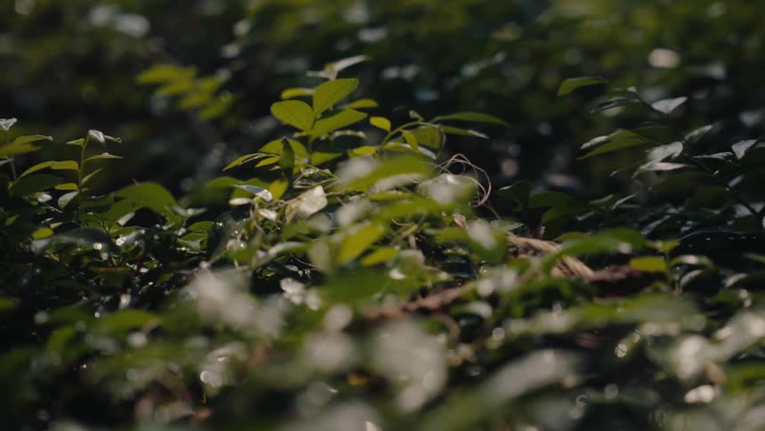 The bushes are green with leaves