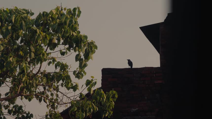 A bird perches on a fence in daytime