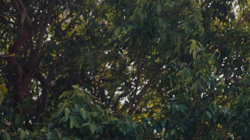 View from outside a tree