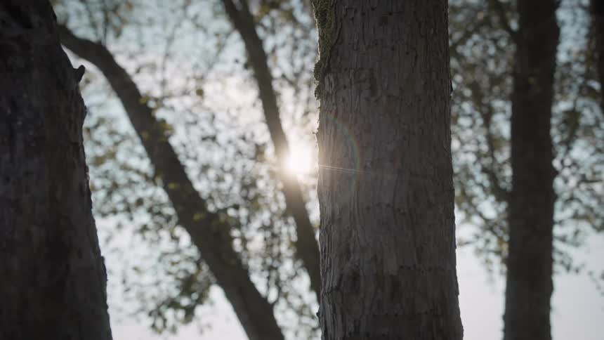 A sunlit view through the branches and trunks of trees