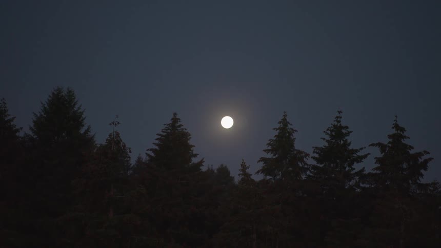 A series of trees in the forest with the full moon visible in the night sky