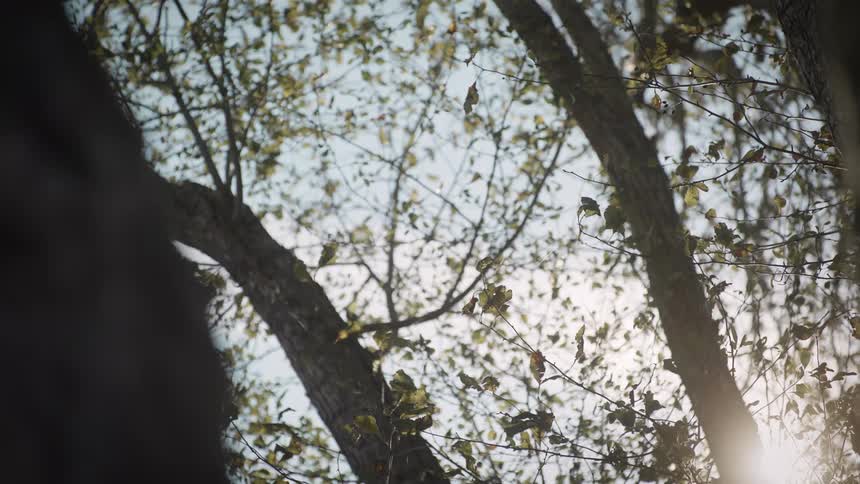 Upward view of tree trunks with green leaves