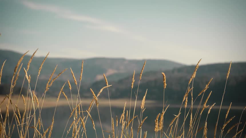 Tall golden grasses sway gently in the foreground with soft focus mountains and a serene sky in the background