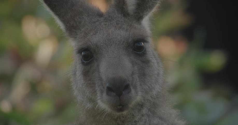 A close up shot of a kangaroos face with a blurred natural background drawing attention to its curious and expressive eyes