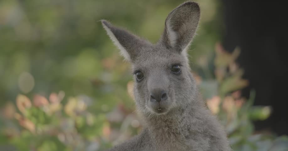 Gray kangaroo in the foreground with blurred vegetation in the background