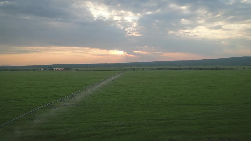 The circle pivot irrigation system is spraying water on the field of green grain