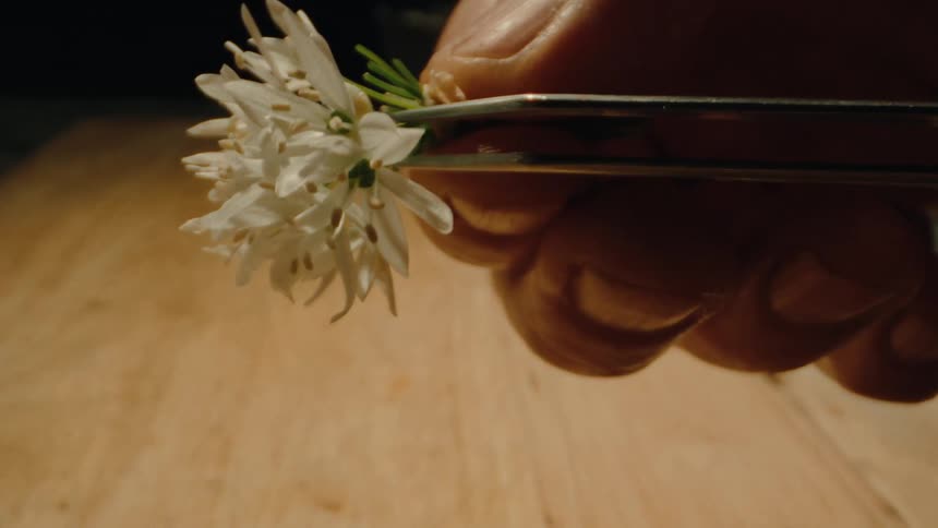 Close up of a pair of hands holding a white flower and tweezers carefully removing stems