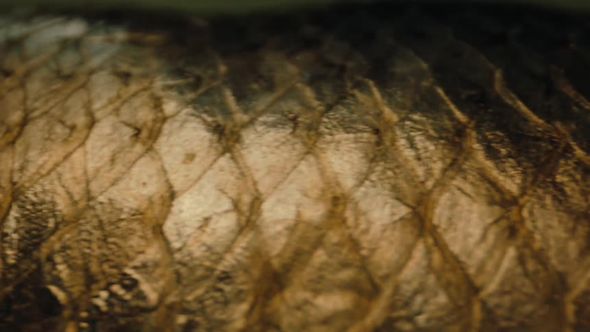 Close up of an abstract bronze texture