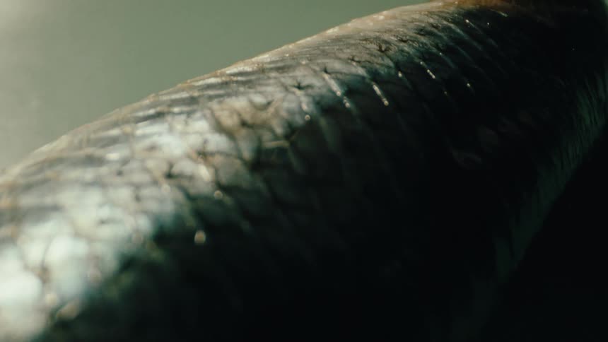 A closeup shows the textured greyish skin and distinct scales of a fish resting on a table