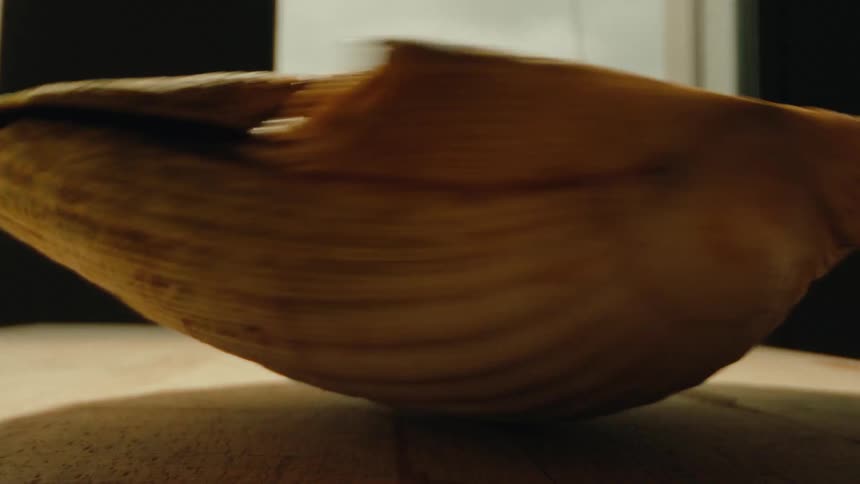 Shell of a conch rotating on a wooden surface