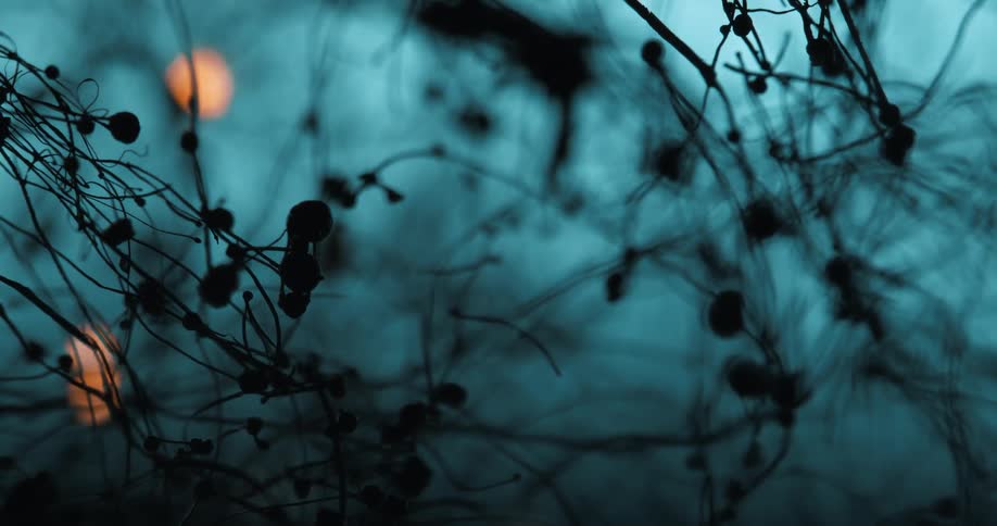 Silhouetted branches and seed pods are set against a blue background with moving warm light spots