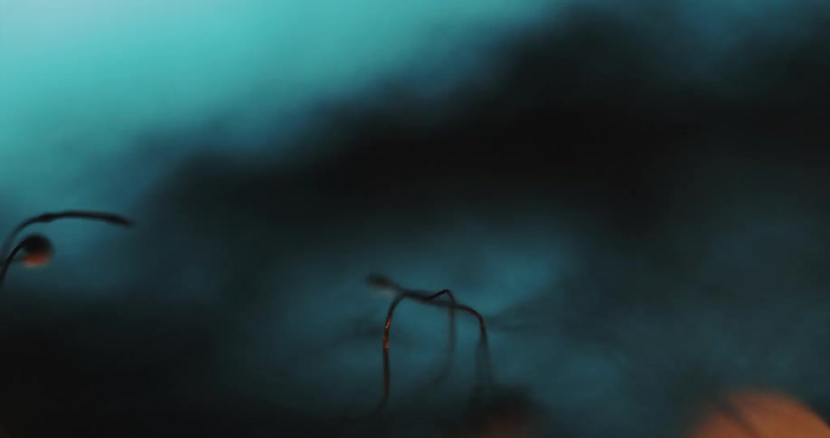 Close up of thin roots on fire