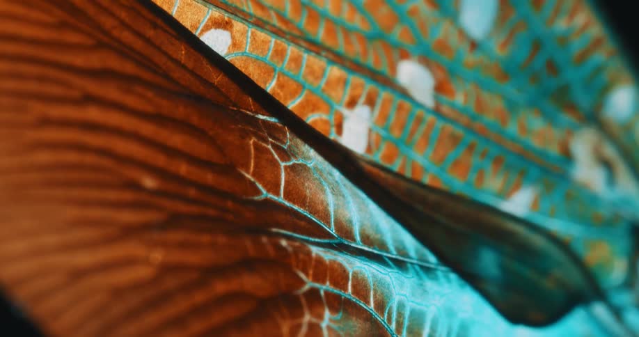 A section of a butterfly wing displays a pattern of brown veins against a backdrop of iridescent blue and hints of orange