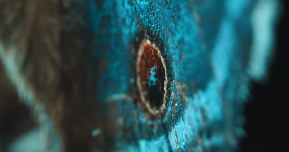 Extreme close up of a moths wing showcasing vibrant blue and brown scales in fine detail