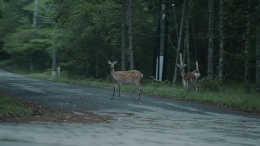 Two deer are standing on a deserted road surrounded by dense forest seen from a moving vehicle