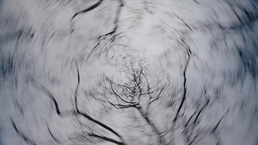 Dark branches fill the cloudy sky