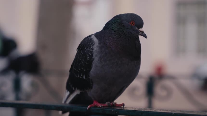 Closeup of a pigeon perched on a metal rail near a building during the daytime
