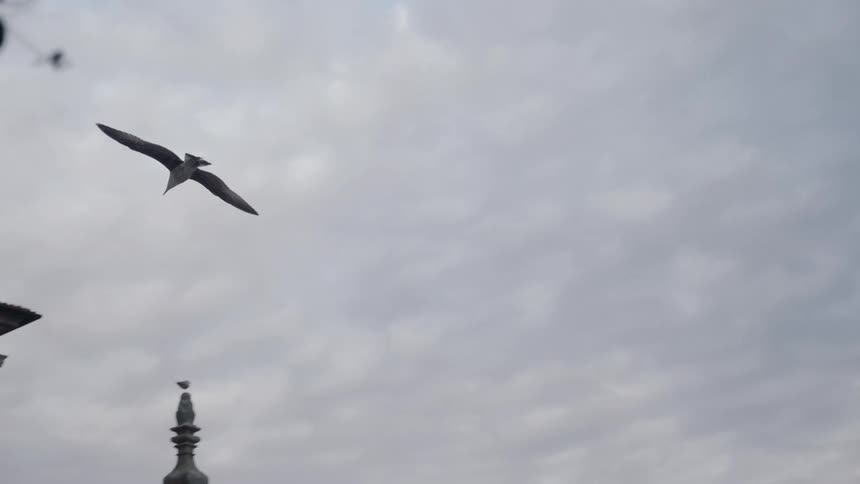 A bird flies on top of the church