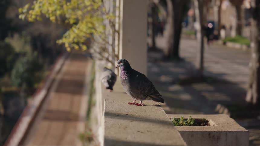 The pigeons are walking around in the city