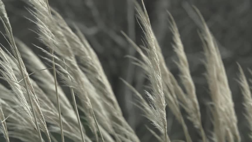 Tall grass blowing in the wind
