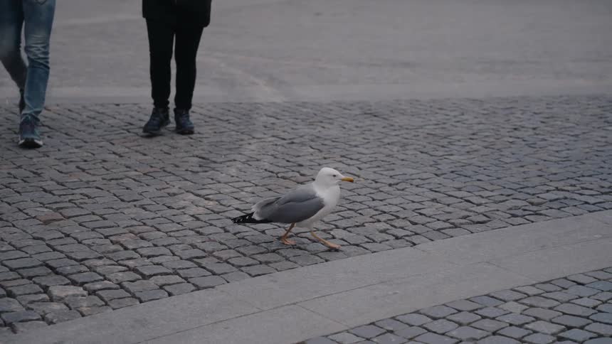 Seagull walks on the pavement as pedestrians approach in the background