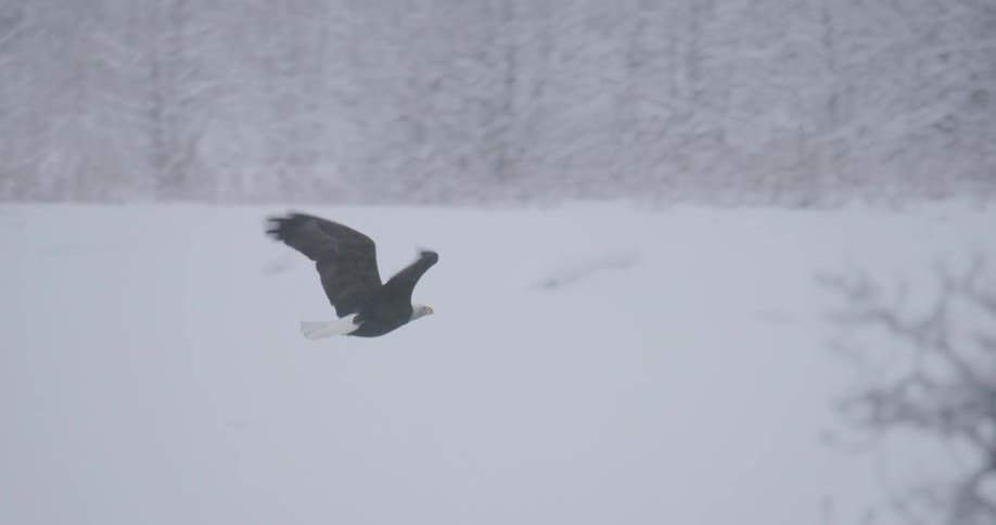 An eagle is flying in a snowy forest