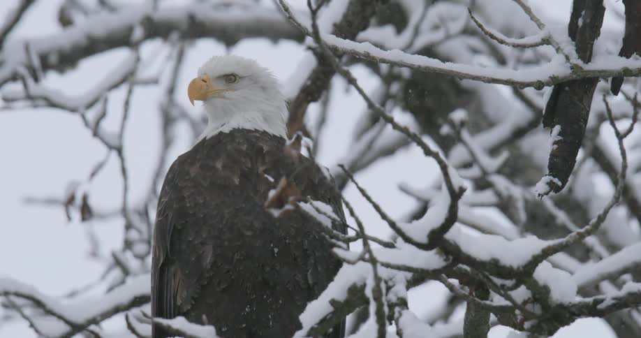 A bald eagle perches on a tree glancing left and right as snow falls from the sky blanketing the tree branches