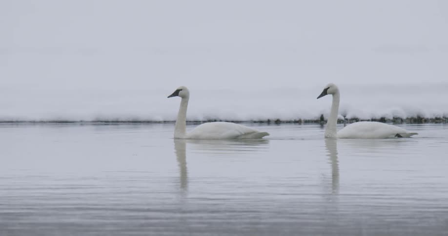 Two white swans glide gracefully across a calm reflective body of water under a soft overcast sky