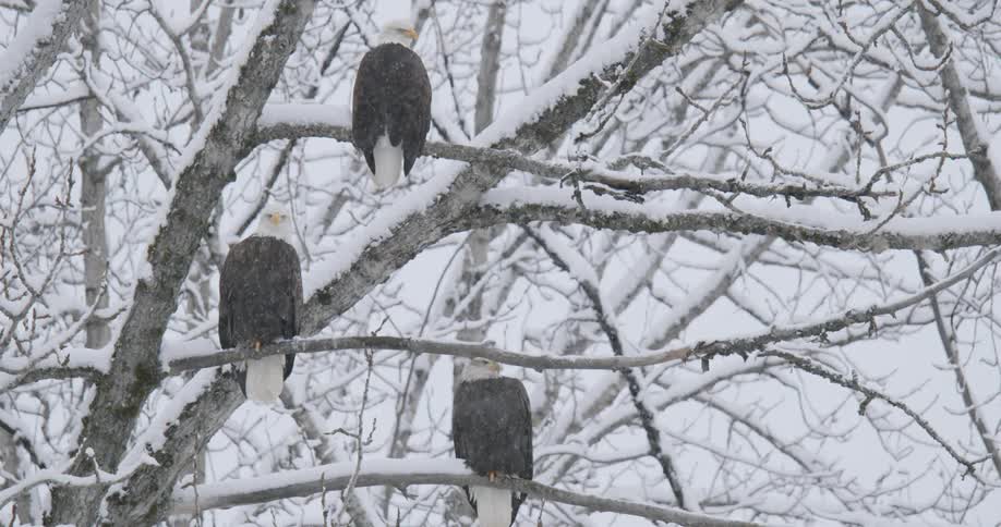 Three eagles on a leafless tree trunk on a snowy day