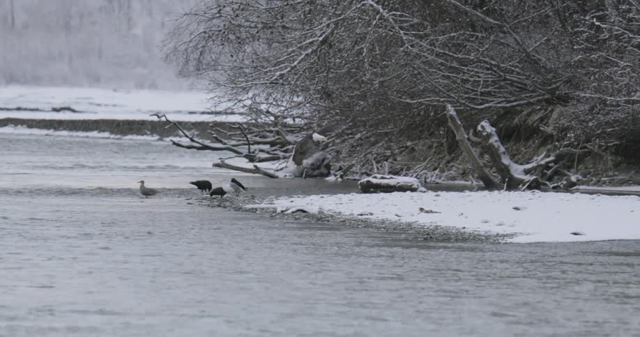 The eagle flies then lands on the riverbed