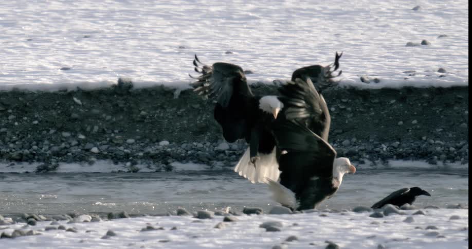 A eagle hunting for food