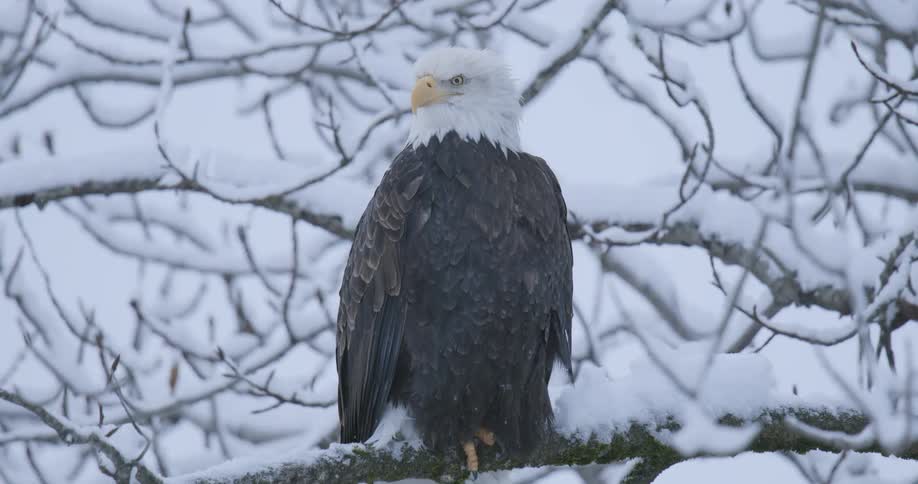 The eagle is perched on a branch as it snows
