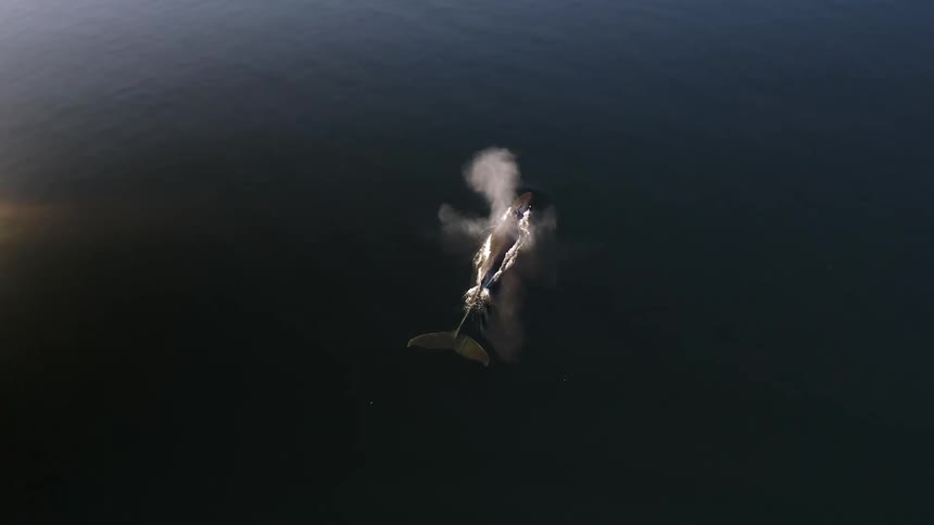 Aerial view of a whale releasing water at the ocean surface