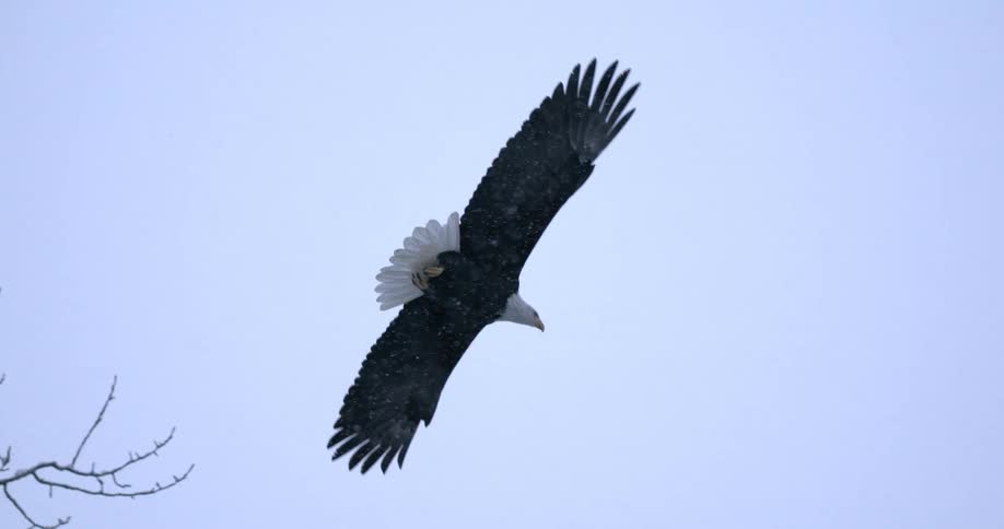 Bald eagle flies through the falling snow on a winter day