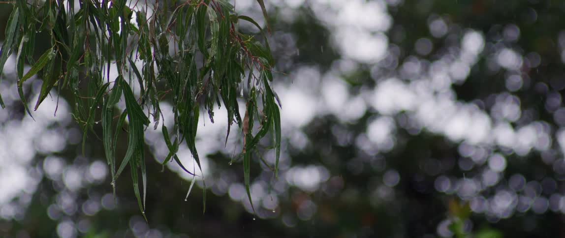 Rain drips from the leaves on a tree branch during a rainfall