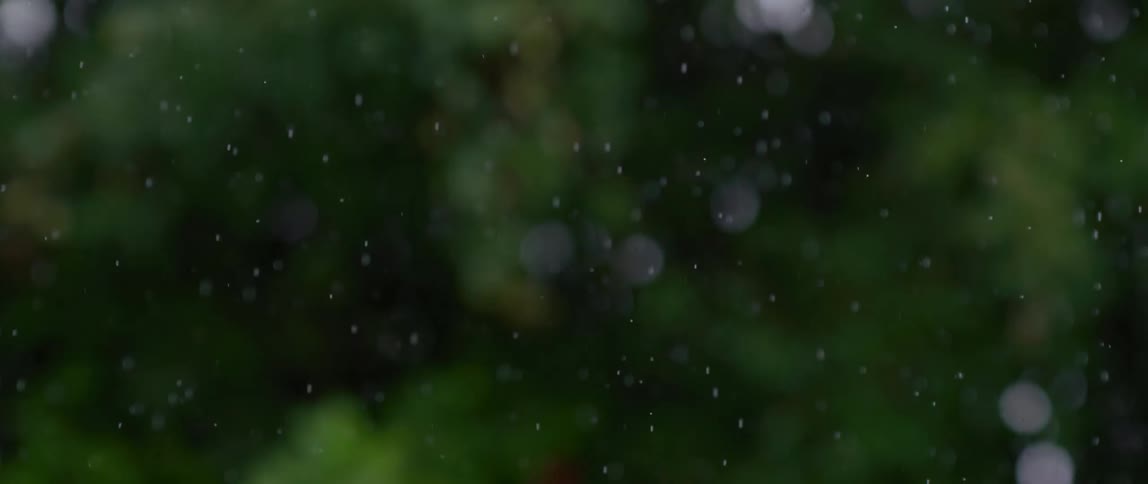 Pollen falls in the forest