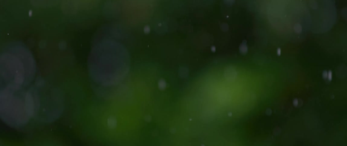 A shallow depth of field shot capturing raindrops falling in slow motion against a blurred natural green backdrop
