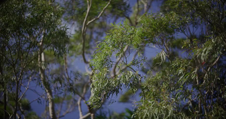Wind is blowing the branches of the trees