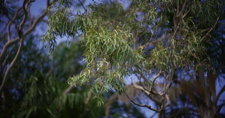 Upward view of a tree with greenish leaves against a violet sky