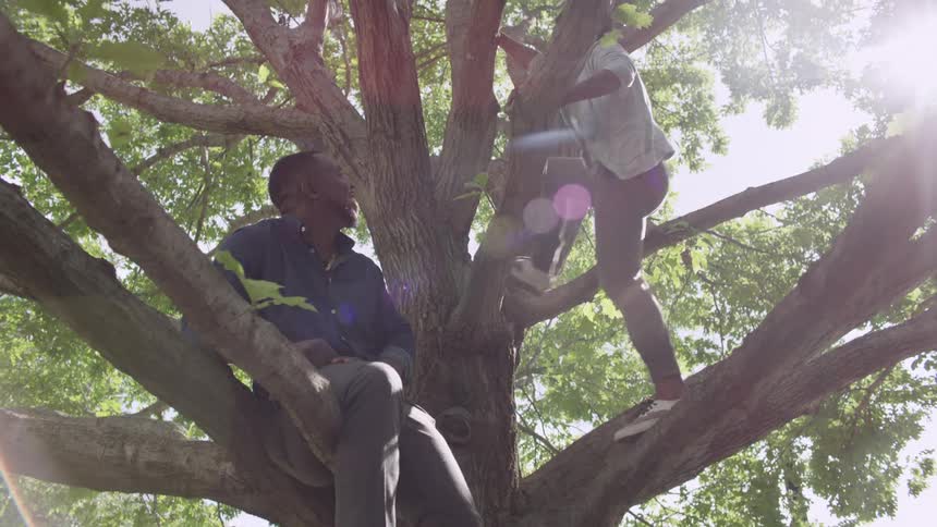 A man and his son are climbing a tree on a sunny day