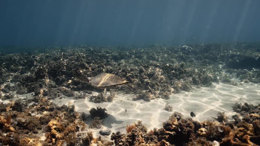 A hawksbill turtle glides gracefully over a sundappled coral reef and sandy patches on the ocean floor illuminated by distinct rays of light from above