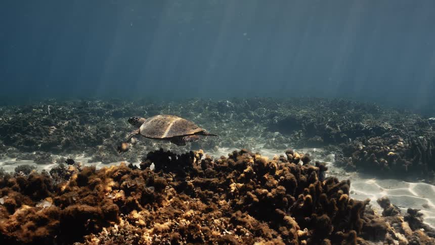 A hawksbill turtle swims gracefully over a coral reef and sandy ocean floor illuminated by shafts of sunlight filtering down through the water
