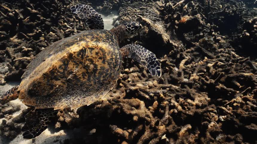 Hawksbill turtle swimming underwater