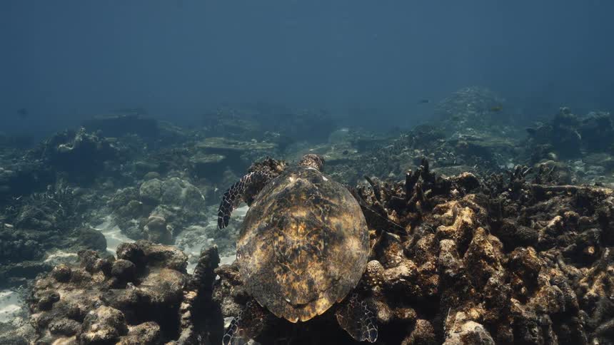 The hawksbill turtle climbs over the coral reef underwater