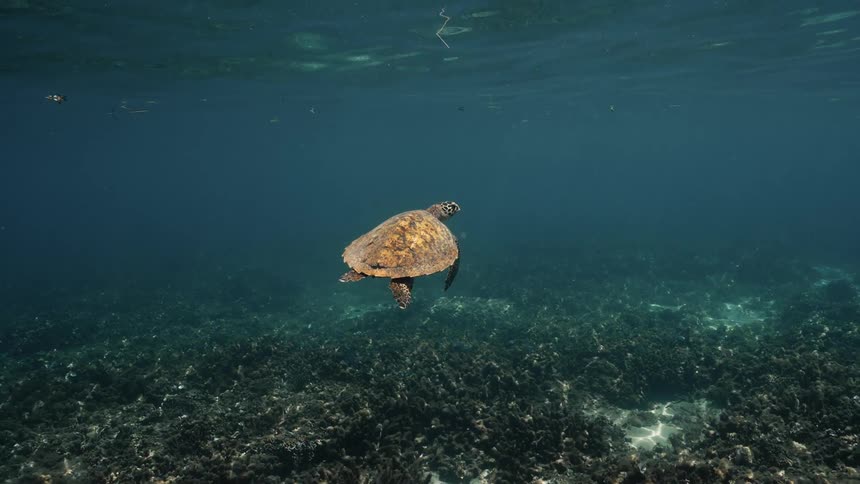 Hawksbill turtle swimming in a turquoise blue ocean
