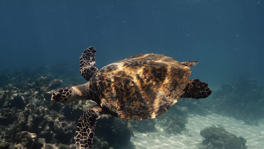Hawksbill turtle swimming near corals in the depths of the ocean